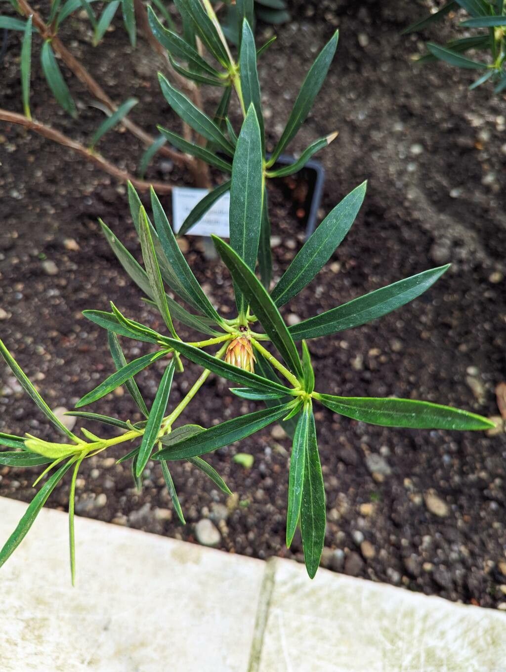 Rhododendron nervulosum leaf