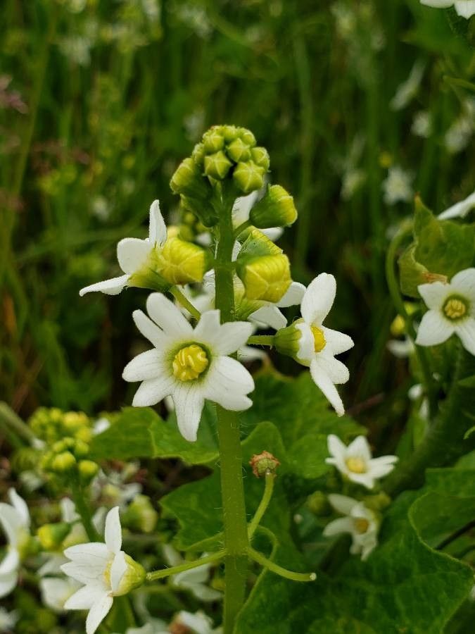 Marah oreganus flower