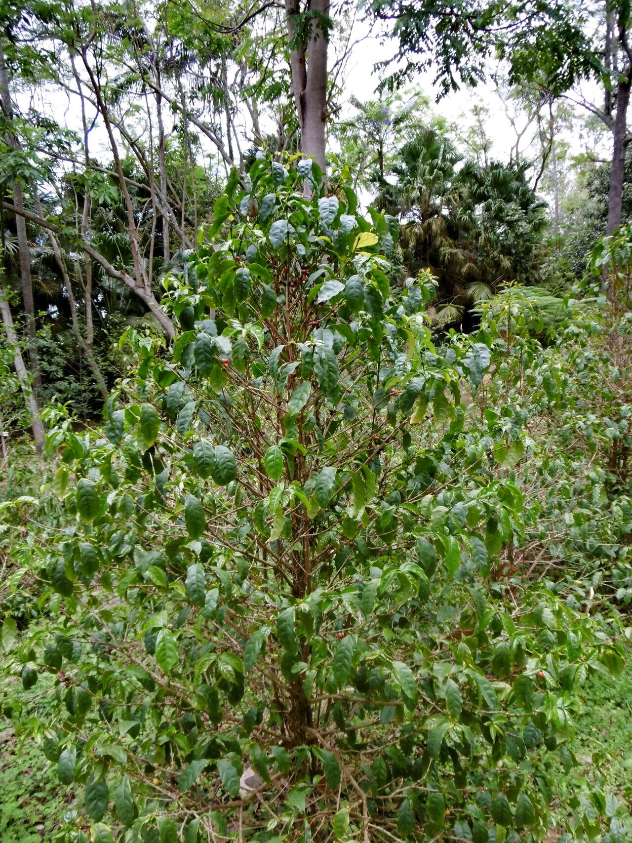 Coffea anthonyi habit
