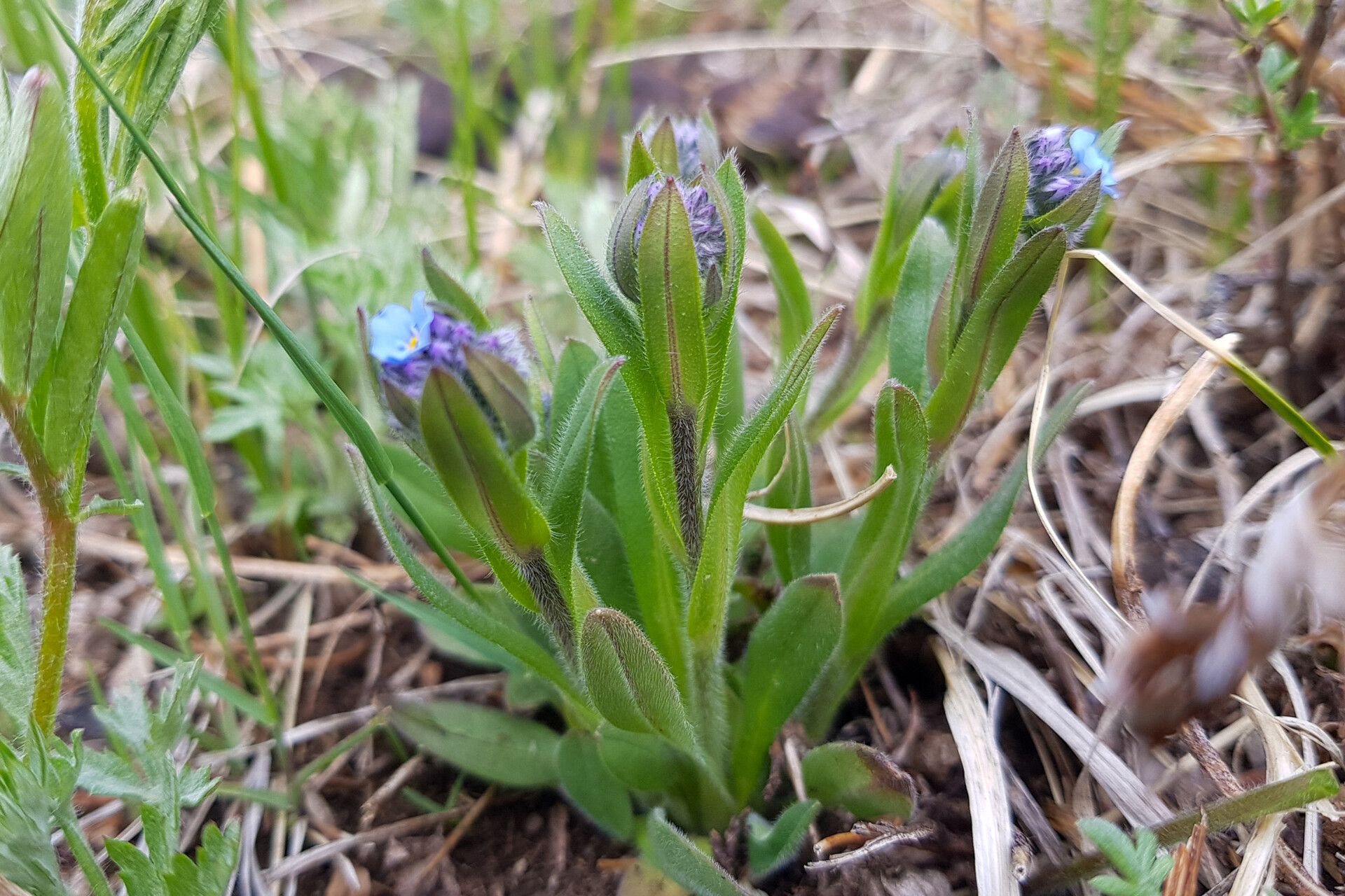 Myosotis imitata flower