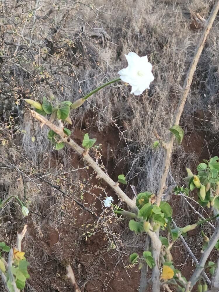 Ipomoea stenosiphon flower