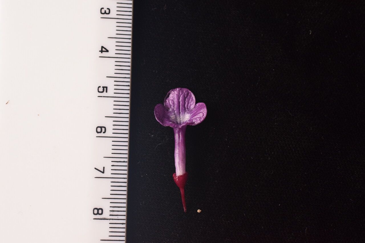 Didymocarpus villosus other