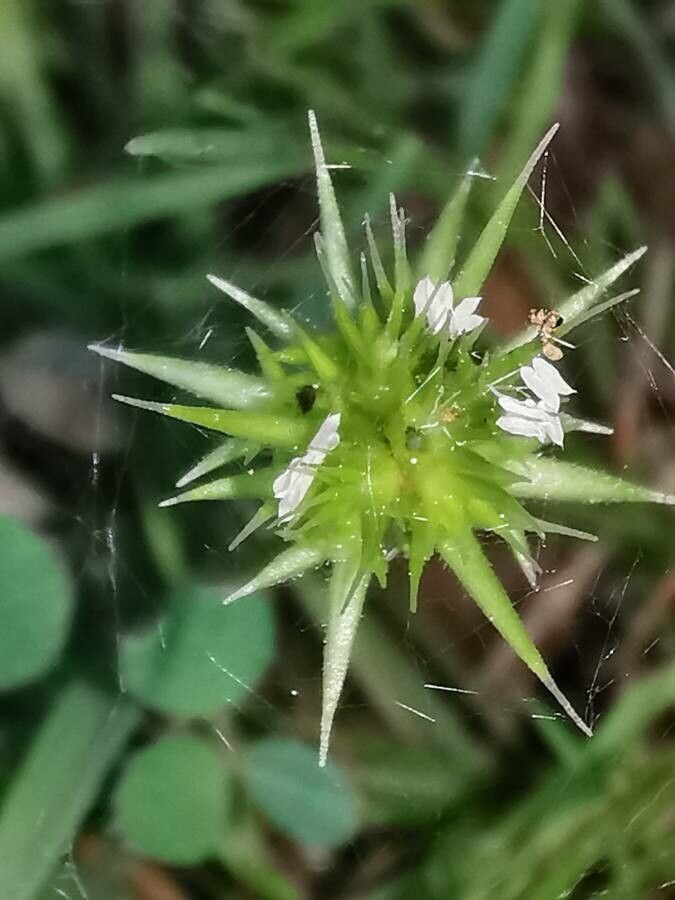 Echinaria capitata flower