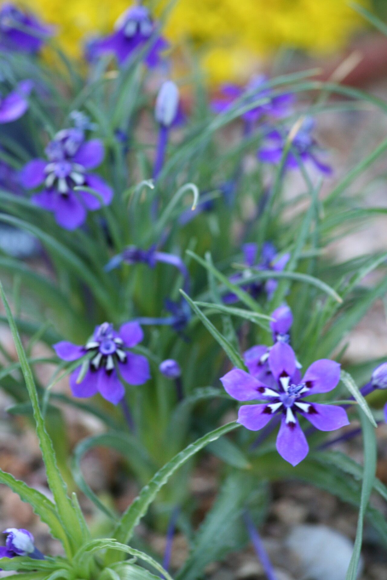 Lapeirousia oreogena flower