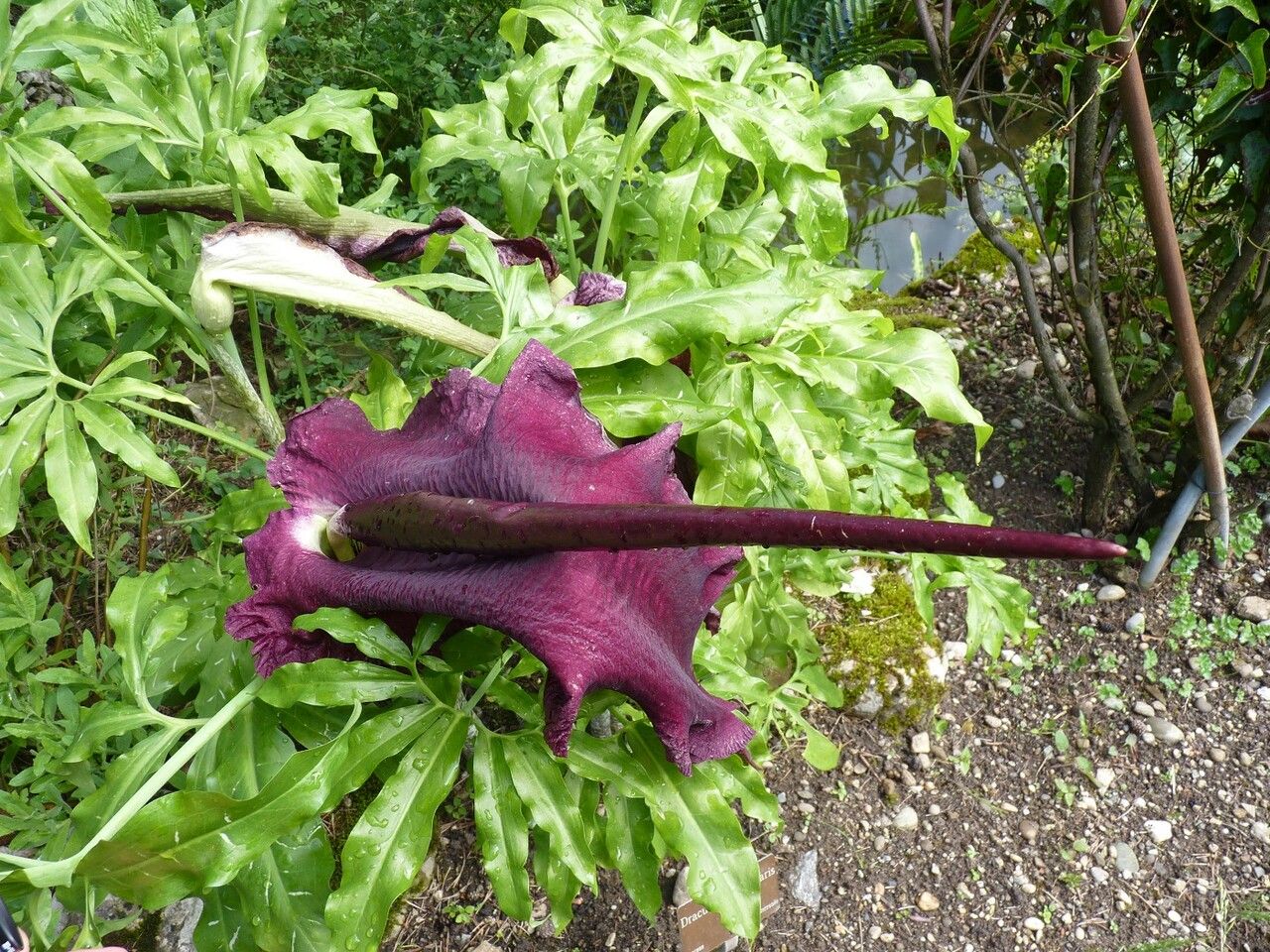 Dracunculus vulgaris flower