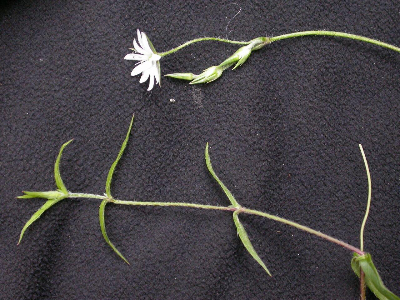 Stellaria patens habit