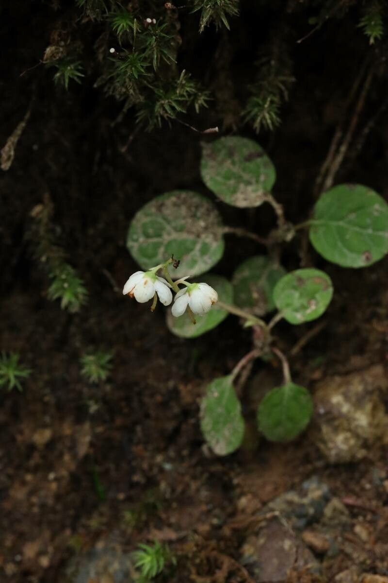 Pyrola alpina — related species from the same genus