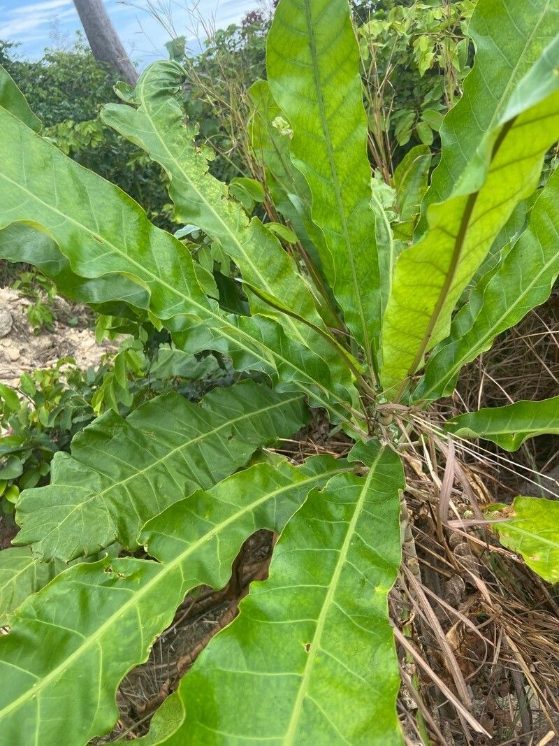 Anthocleista vogelii leaf