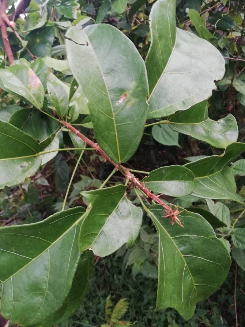 Cola gabonensis — houseplant care guide