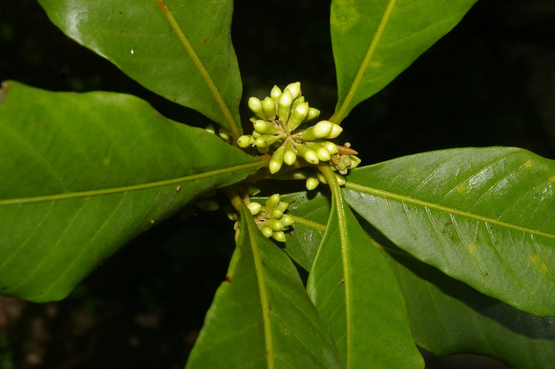 Aegiphila valerioi fruit