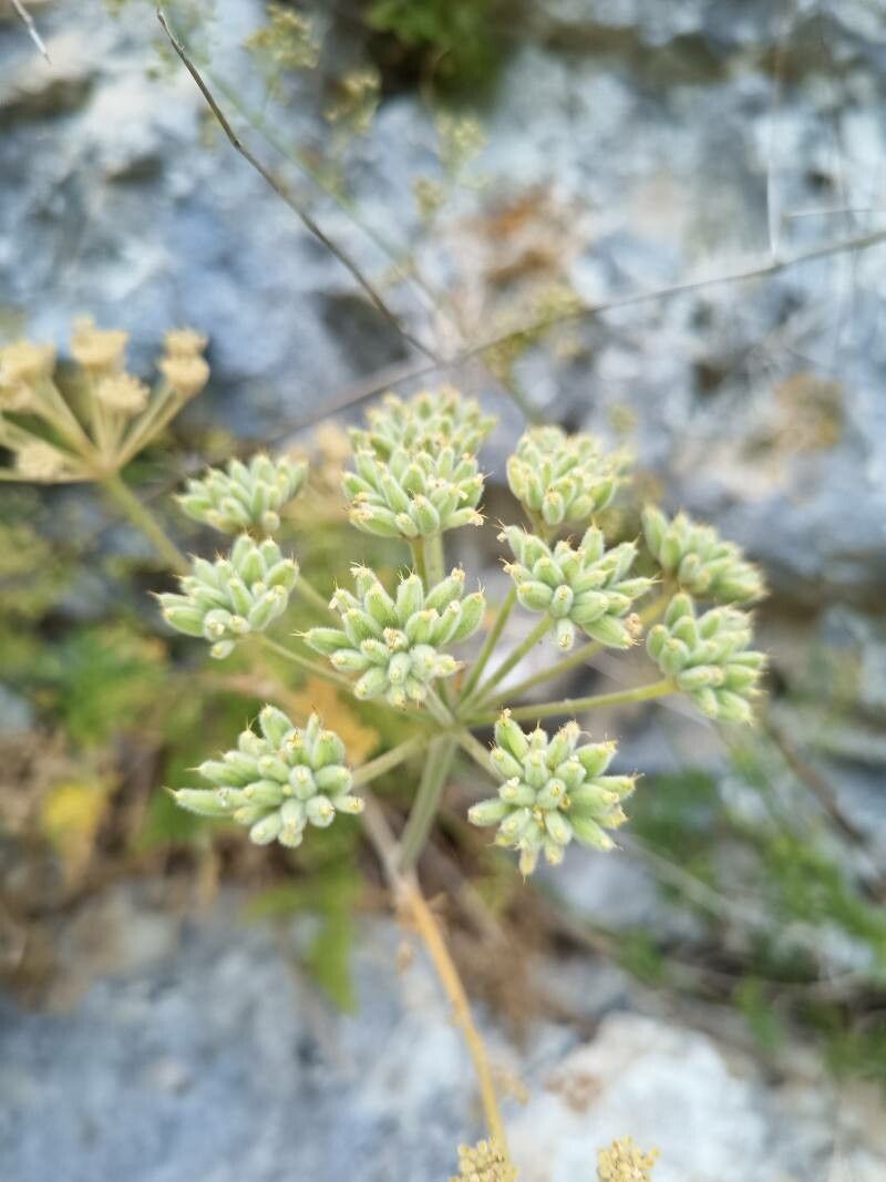 Athamanta sicula fruit