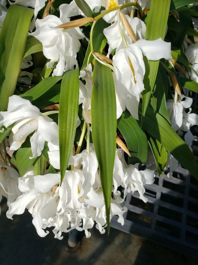 Coelogyne cristata leaf