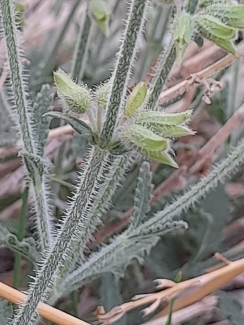 Salvia aegyptiaca fruit