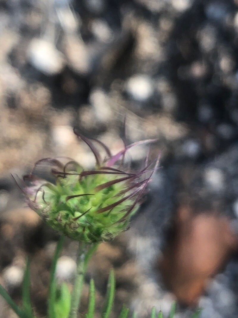 Pterocephalidium diandrum flower