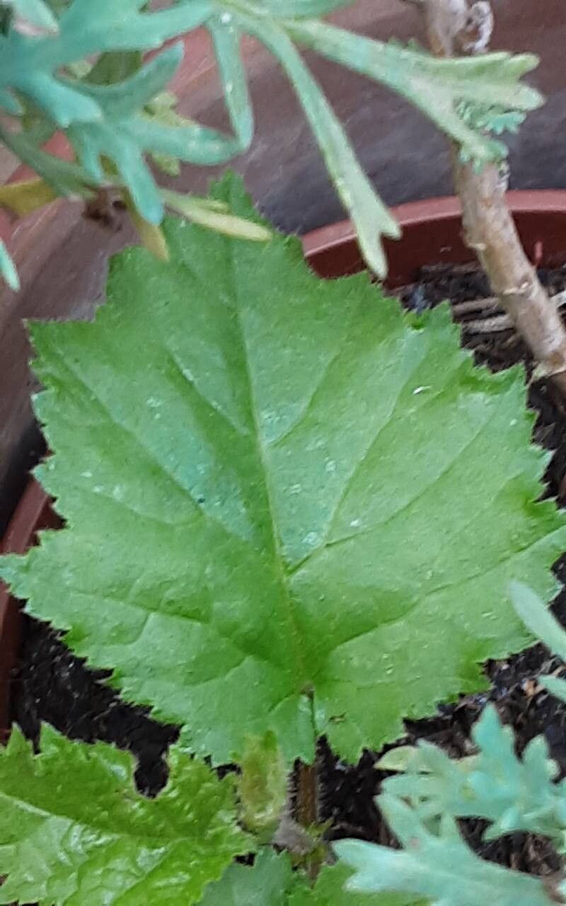 Crataegus submollis leaf