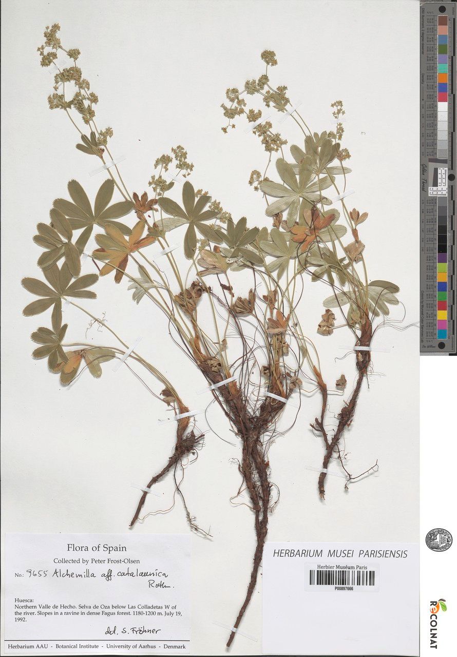 Alchemilla catalaunica other