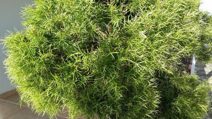 Eugenia sprengelii leaf