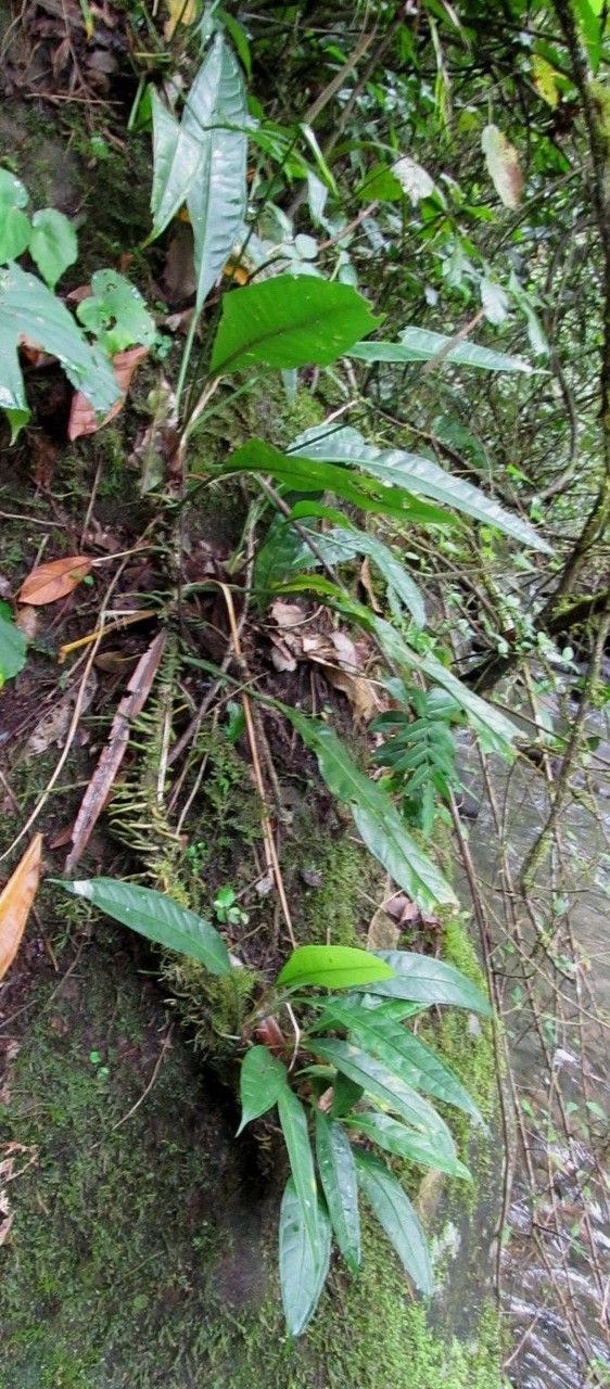 Anthurium angustispadix habit