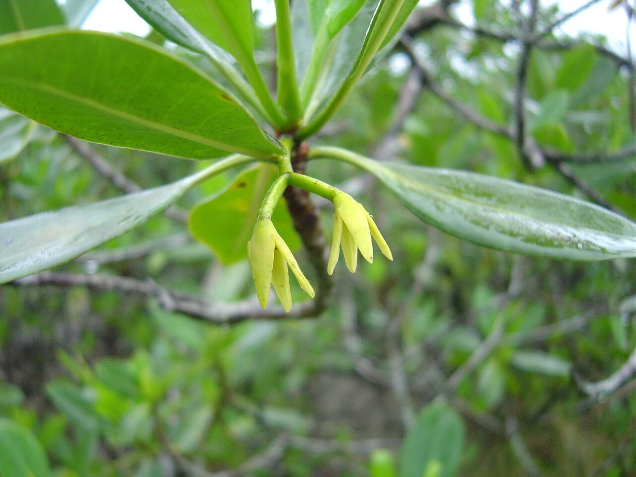 Rhizophora mangle flower