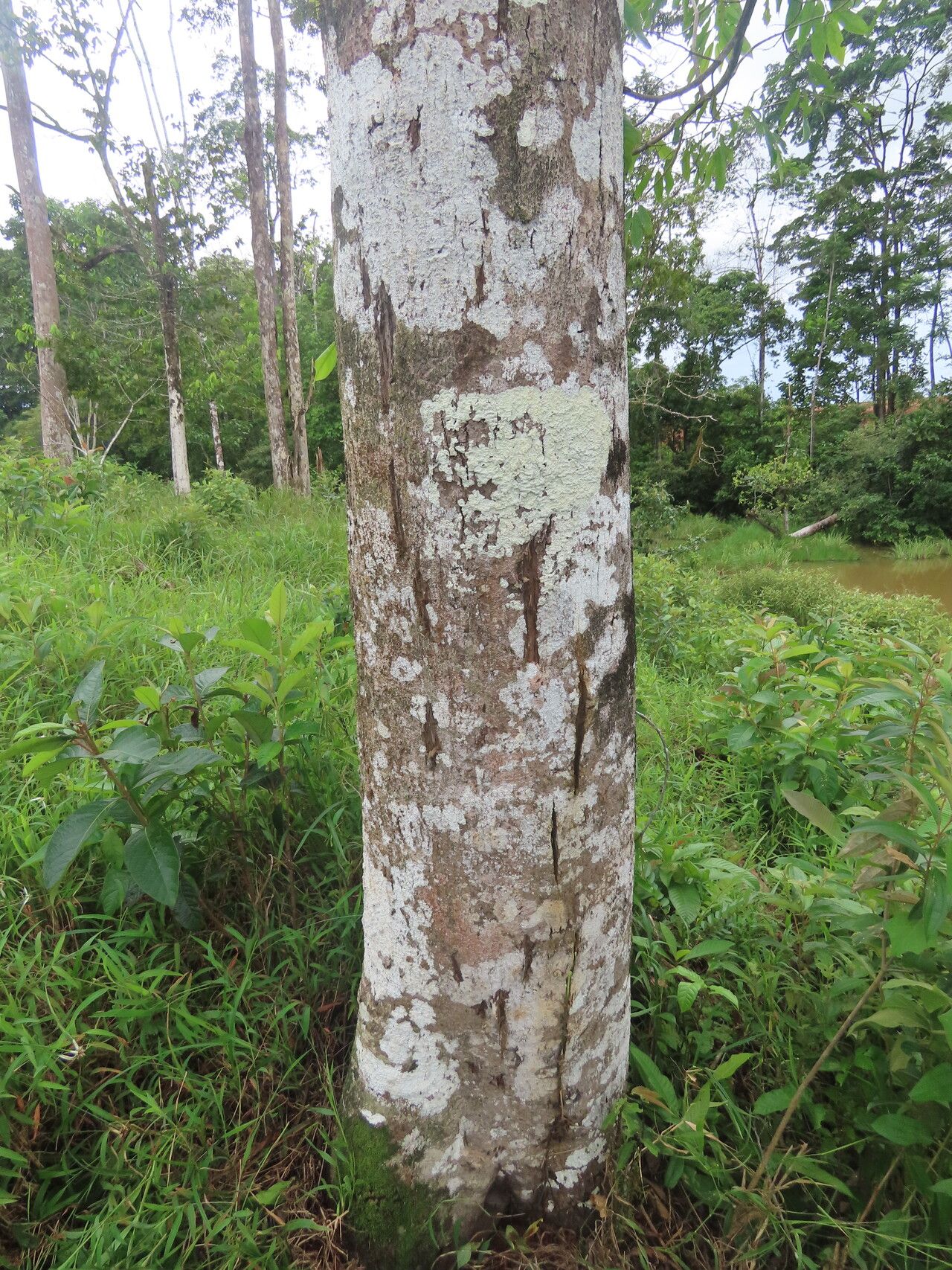 Annona papilionella habit