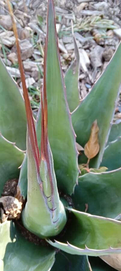 Agave salmiana other