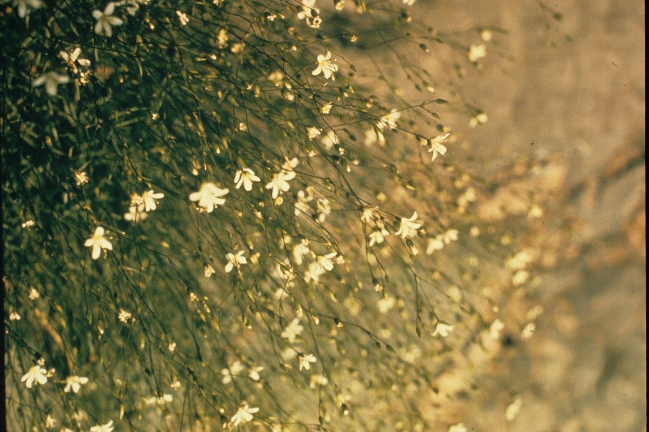 Minuartia michauxii — houseplant care guide