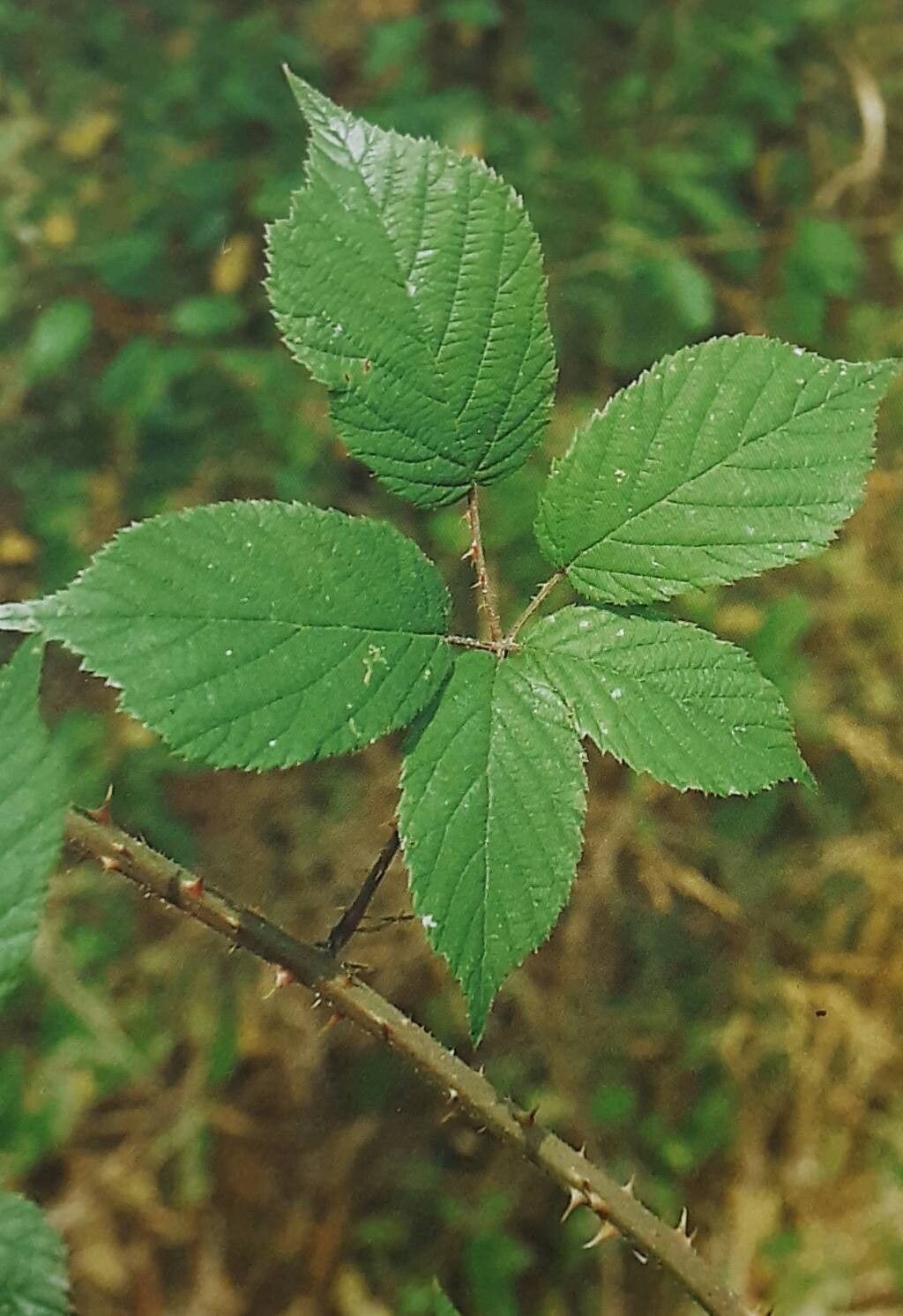 Rubus conothyrsoides — houseplant care guide
