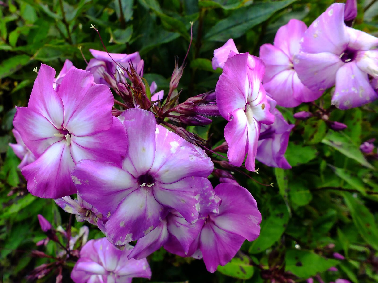Phlox amplifolia flower