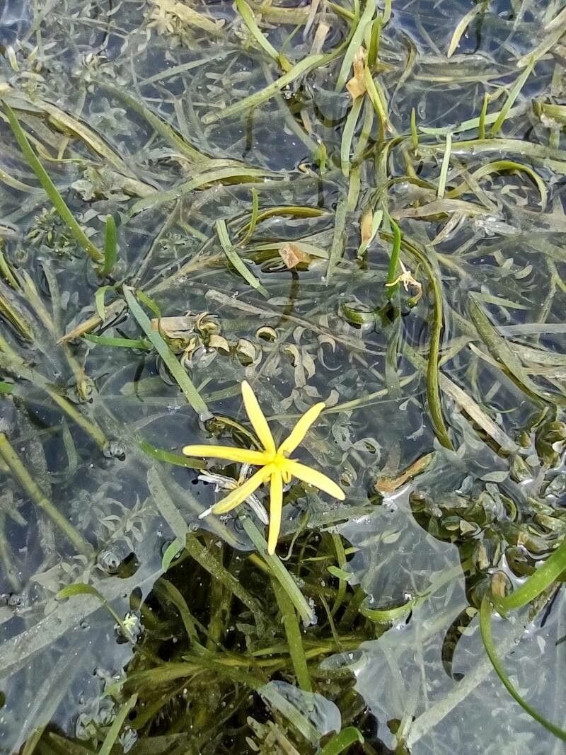 Heteranthera dubia flower