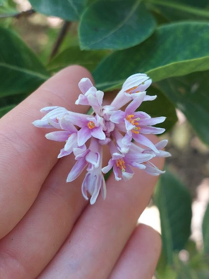 Dais cotinifolia flower