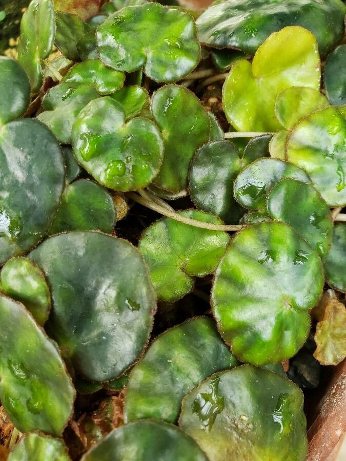 Begonia hydrocotylifolia