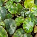 Begonia hydrocotylifolia