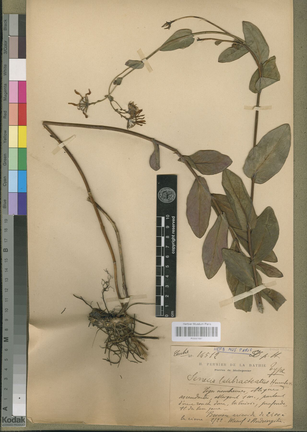 Senecio latibracteatus — houseplant care guide