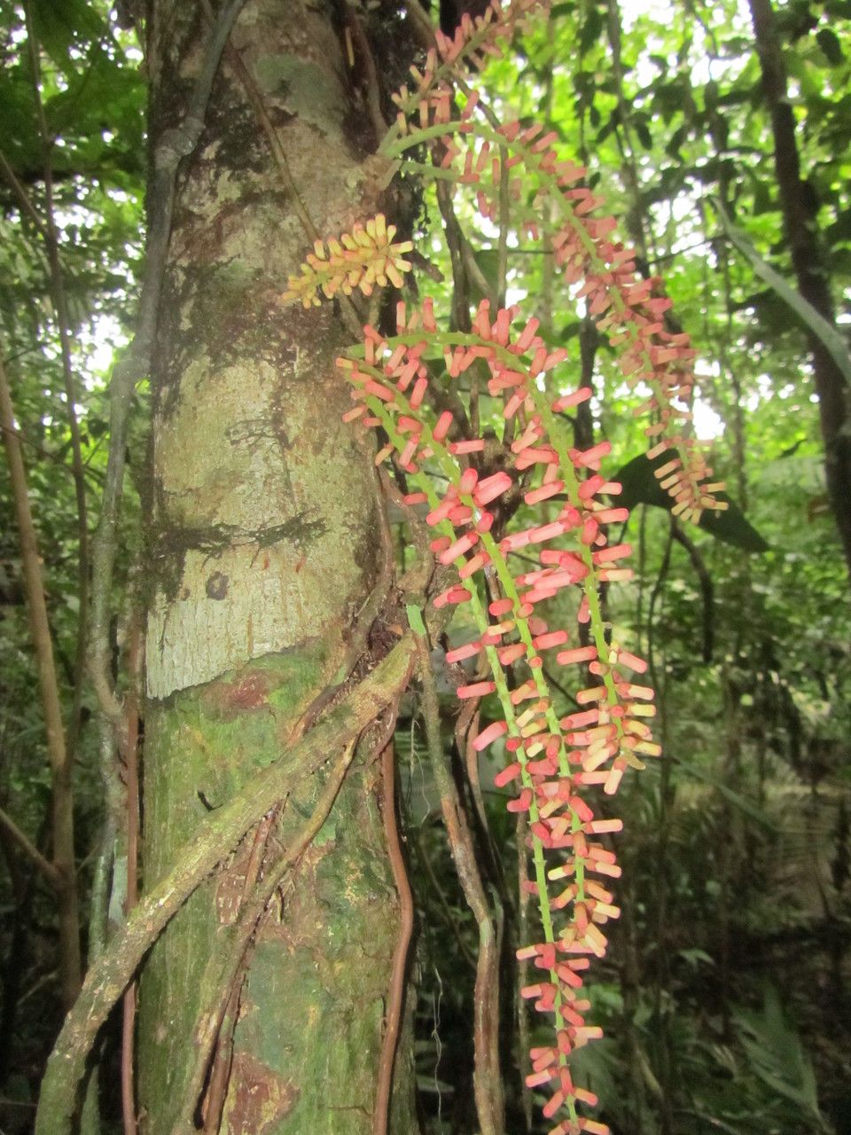 Guarea rhopalocarpa flower