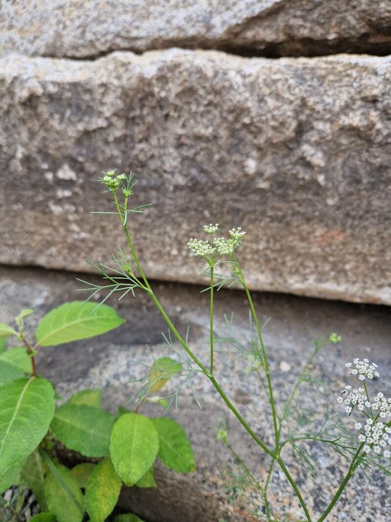 Trachyspermum ammi flower