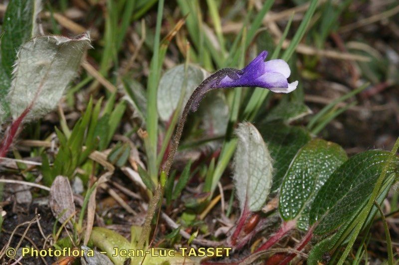 Pinguicula arvetii habit
