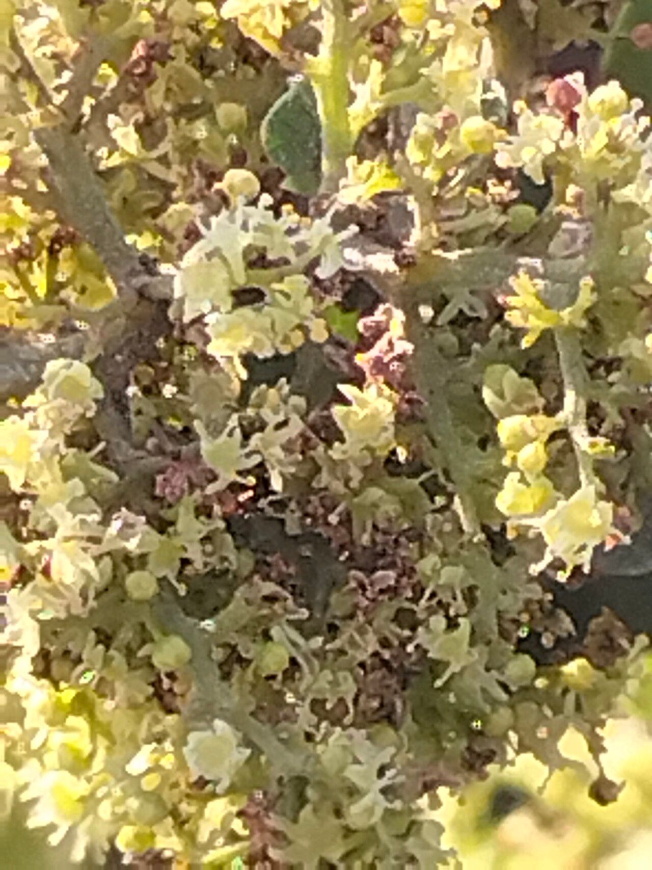 Searsia laevigata flower