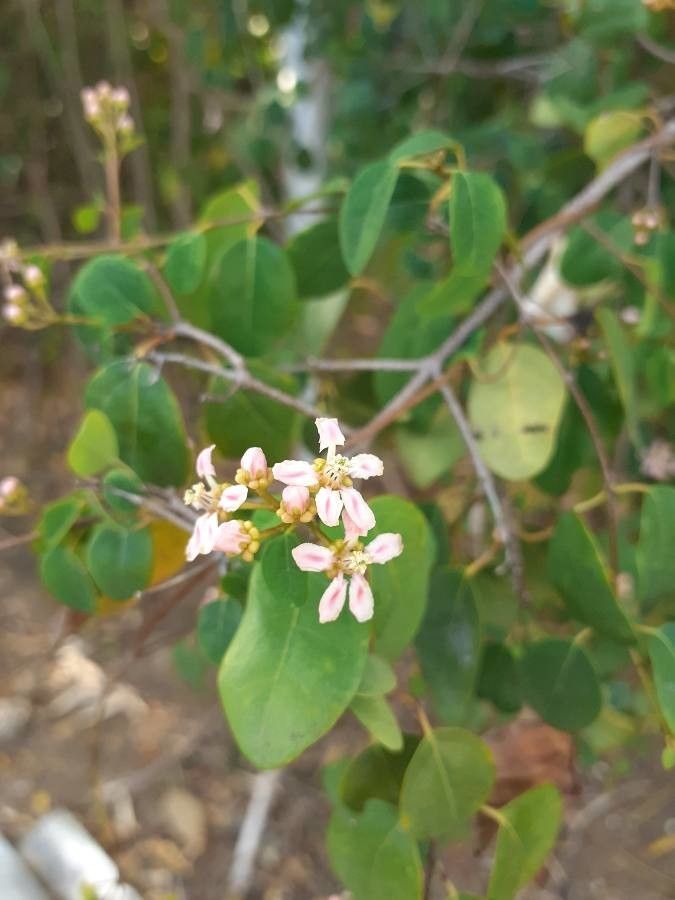 Heteropterys purpurea — houseplant care guide