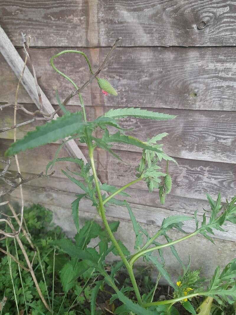 Papaver pinnatifidum leaf