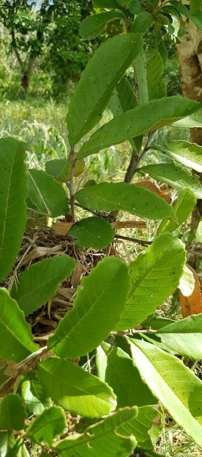 Cupania americana — search result for 'Panama'