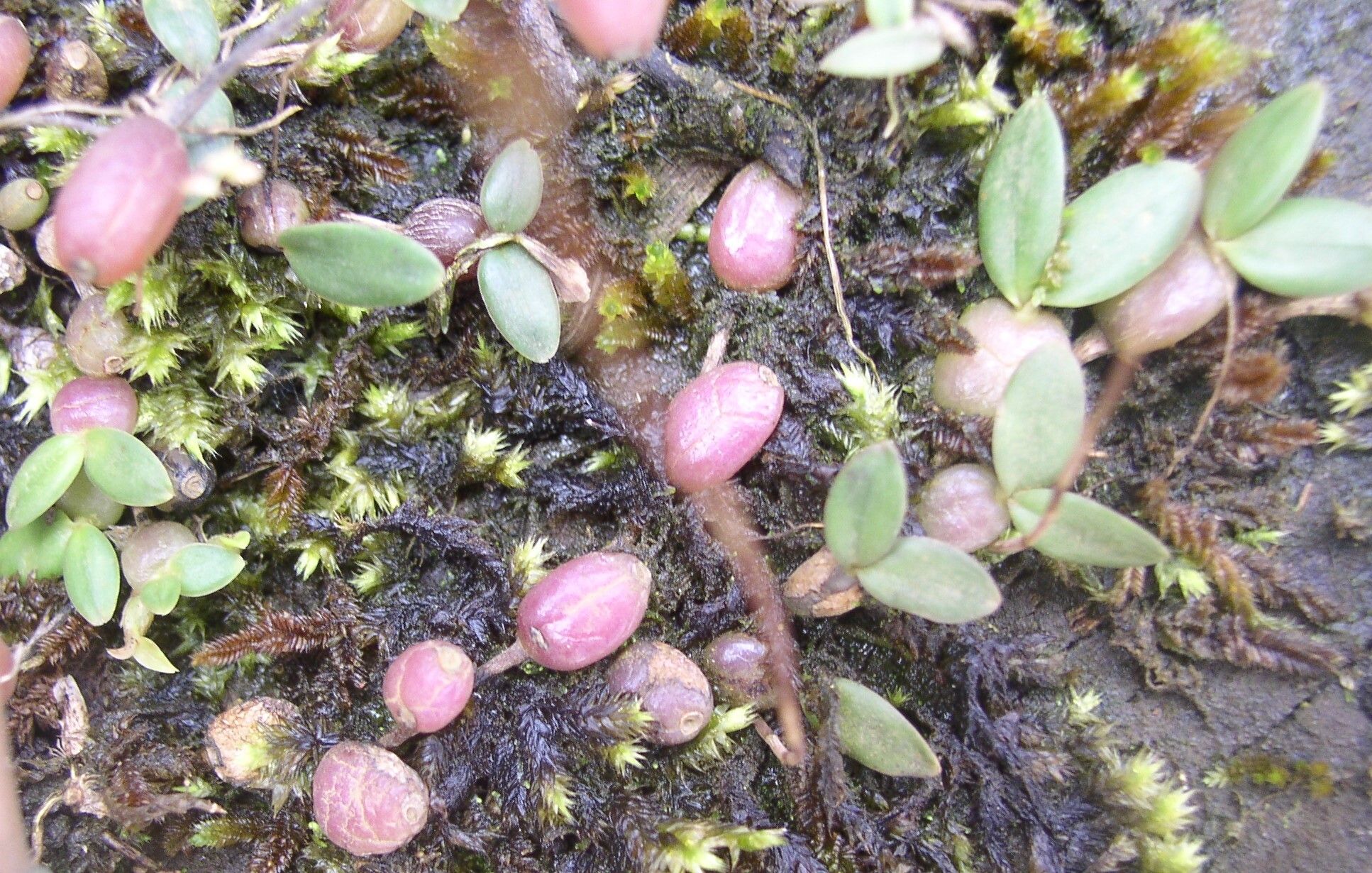 Bulbophyllum summerhayesianum — houseplant care guide