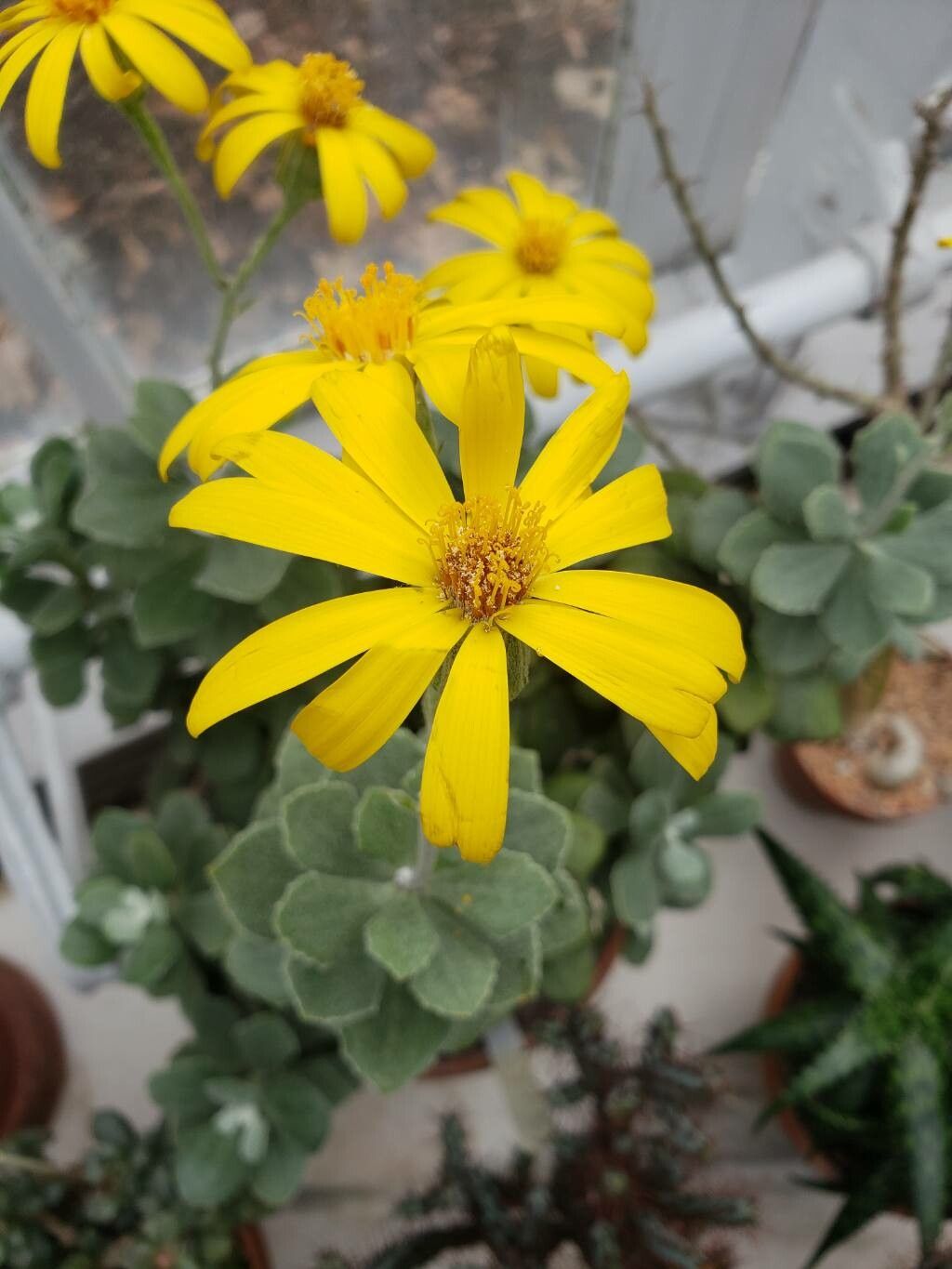 Caputia medley-woodii flower