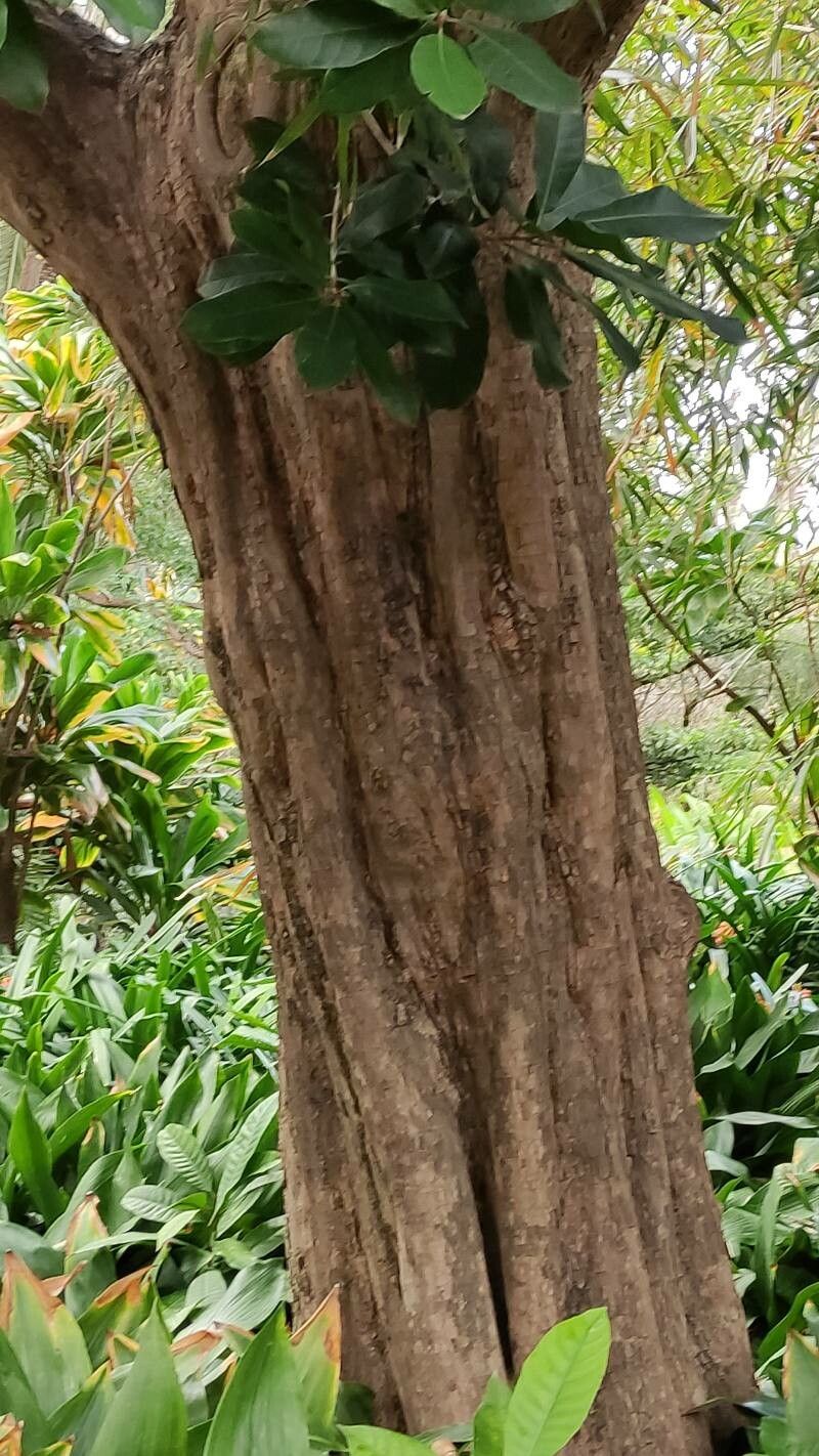 Pouteria arguacoensium bark
