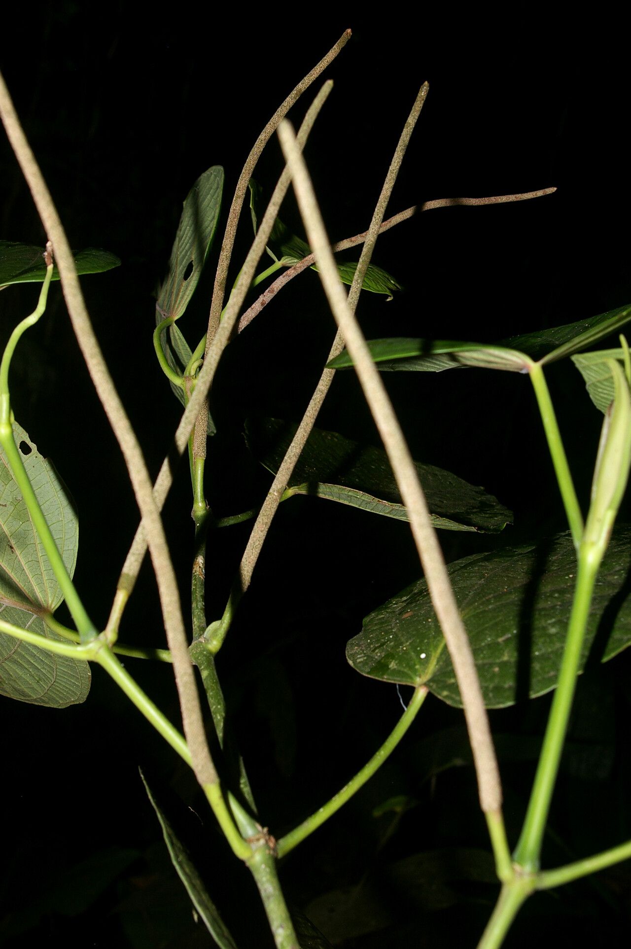 Piper schiedeanum bark