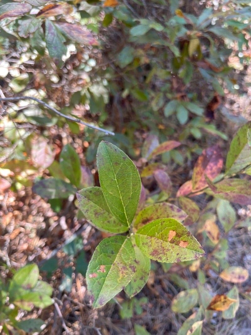 Vaccinium fuscatum leaf