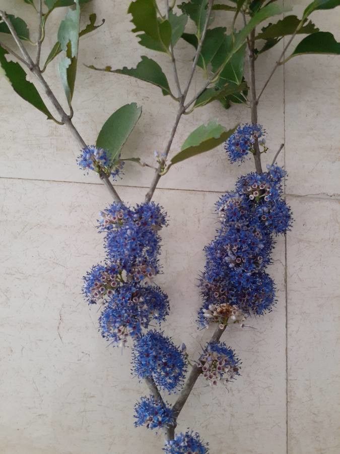Ceanothus tomentosus flower