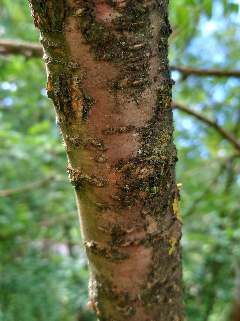 Caragana boisii bark