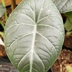 Alocasia reginula