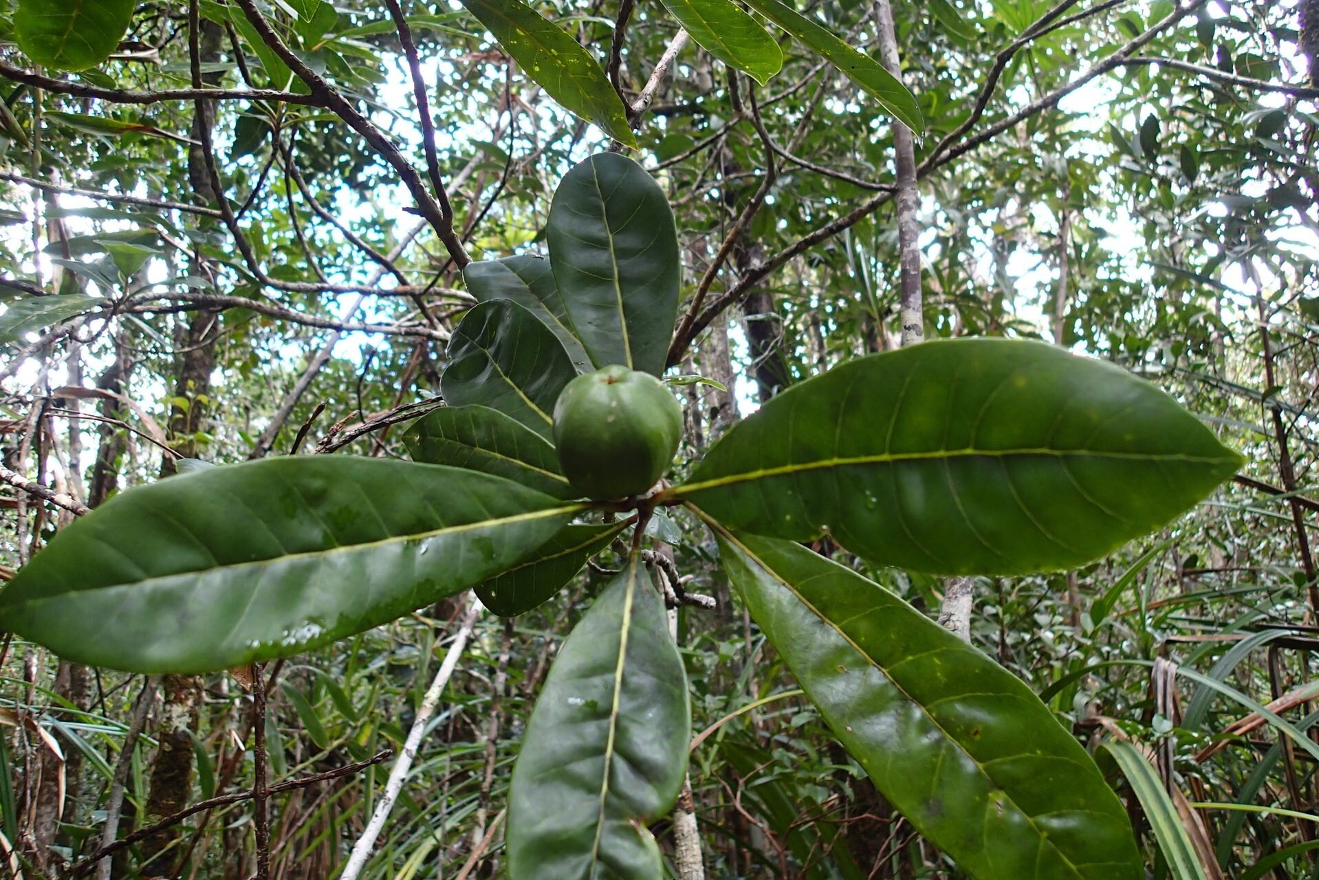 Planchonella laetevirens fruit