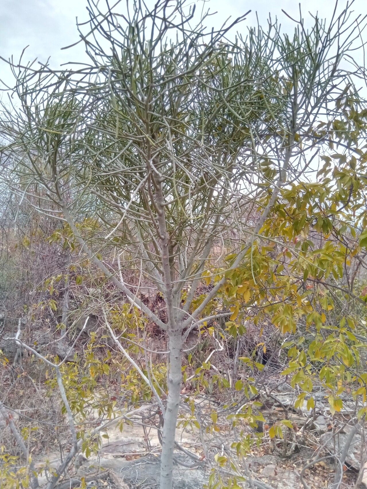 Euphorbia analalavensis — houseplant care guide